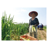茭白丰收，村民增收