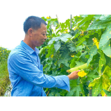 自强不息 奋斗出彩丨罗兴来：身残志坚，一只手托起村民共富梦