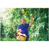 一口香甜可消暑