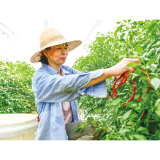 高温天气，蔬菜生产如何应烤