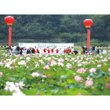 蕉溪镇早田村办起荷花美食节，花漾早田，赏荷捉鱼吃美食