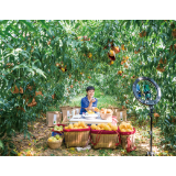 收获的喜悦