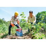 以“桑榆”之心护桑榆之林