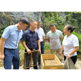 浏阳党建丨浏阳成立蜂业产业人才联盟，助力产业转型升级提质增效