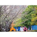 气温回暖，梅花开