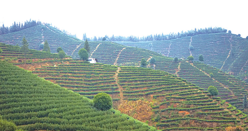 通道县众扶茶场，2200亩的黄金芽茶基地里，一垄垄整齐的茶树郁郁葱葱、青翠欲滴。通道县供图