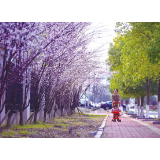 樱花盛放春满浏