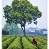 茶农采茶忙