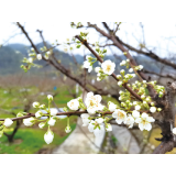 三月花开，桃梨李管理重“清园”