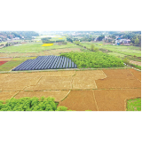 90块小田变40块大田，“拼”出春耕“加速度”