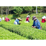 浏阳河文学丨李东晓：问道富溪茶