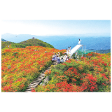 赏花在初夏