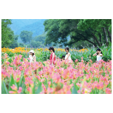 乡村花海又上新