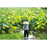 炎炎夏日赏荷去