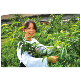 女儿一句“爱吃水果”，爸爸种出120亩果园