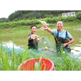中和镇清江村生态养殖的罗氏虾鲜美上市