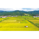 “湖南省十佳农民”胡呈武：在希望的田野上铺出致富好“稻”路