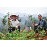 一地多收，油茶树下飘出“白芷香”