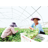 沿溪小菜心种出大产业
