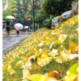 秋雨至 满地黄