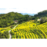 湖洋古梯田 奔赴新“丰”景