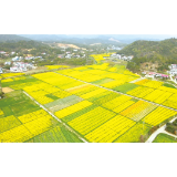 走湘村 看龙村丨跃龙村：奋跃而上，盛放“春天里”