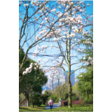 春日花景
