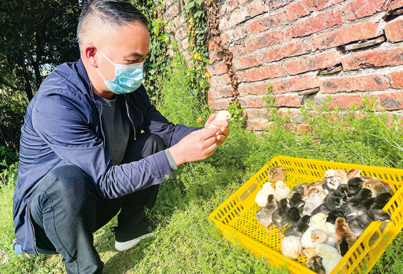 培育五年的“藏湘鸡”上市，孵化速度赶不上下订单的手速