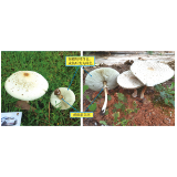 浏阳发布2024年毒蘑菇中毒风险分级情况