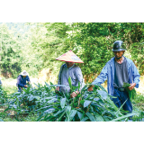 一个粽子蹚出一条路子带动一个村子