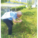 渭川河畔新发现国家二级重点保护植物