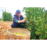 镇头十万亩油茶林迎来丰产丰收