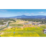 金叶接金稻 一地生“双金”
