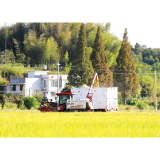 “设施+技术”双升级,晚稻亩产突破680公斤