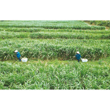 张坊镇人溪村:变荒田为茭田 首种百亩高山茭白迎丰产