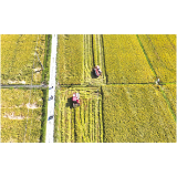 沙市镇：“专家+管理”双赋能 晚稻亩产超650公斤