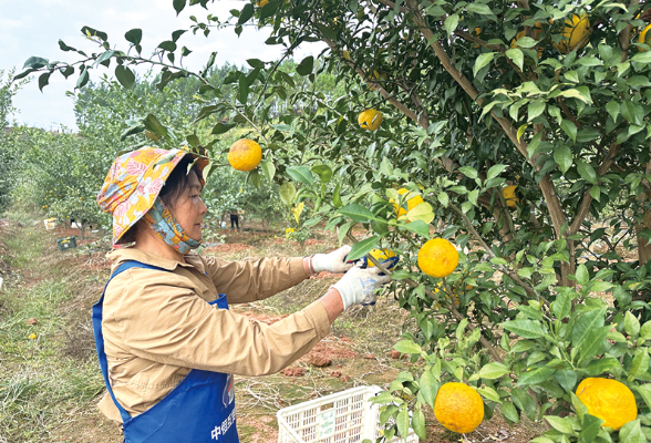 沙市镇发展1500亩黄金香柚基地，全力构建“从一颗柚子到一瓶品牌果汁”的产业链