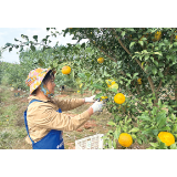 沙市镇发展1500亩黄金香柚基地，全力构建“从一颗柚子到一瓶品牌果汁”的产业链