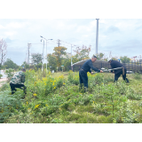 清剿“一枝黄花”