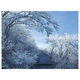 大围山迎今冬首场雾凇