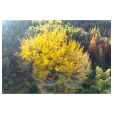 千年银杏“披金甲”