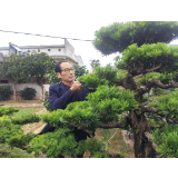 四十余载塑青松，老兵点“绿”成金