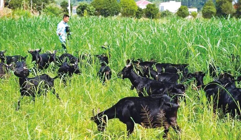 04、05版县域经济-8.jpg 04、05版县域经济-8.jpg