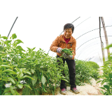 精准入股+党员干部带头实践,龙伏镇龙伏村闯出振兴之路