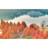 一起呀，去看浏阳河畔水杉林