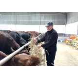 “英国牛”住进浏阳小山冲，高品质牛肉“涮进”城区火锅店