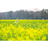 春光烂漫赏花去