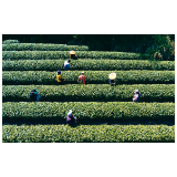 明前新茶香 富溪采茶忙
