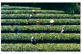 明前新茶香 富溪采茶忙