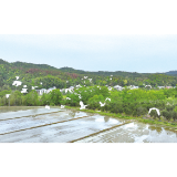 群鹭纷飞入画来